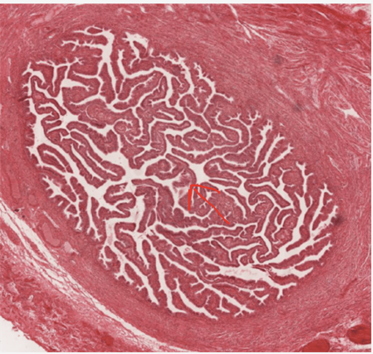 <p>Identify the organ</p>