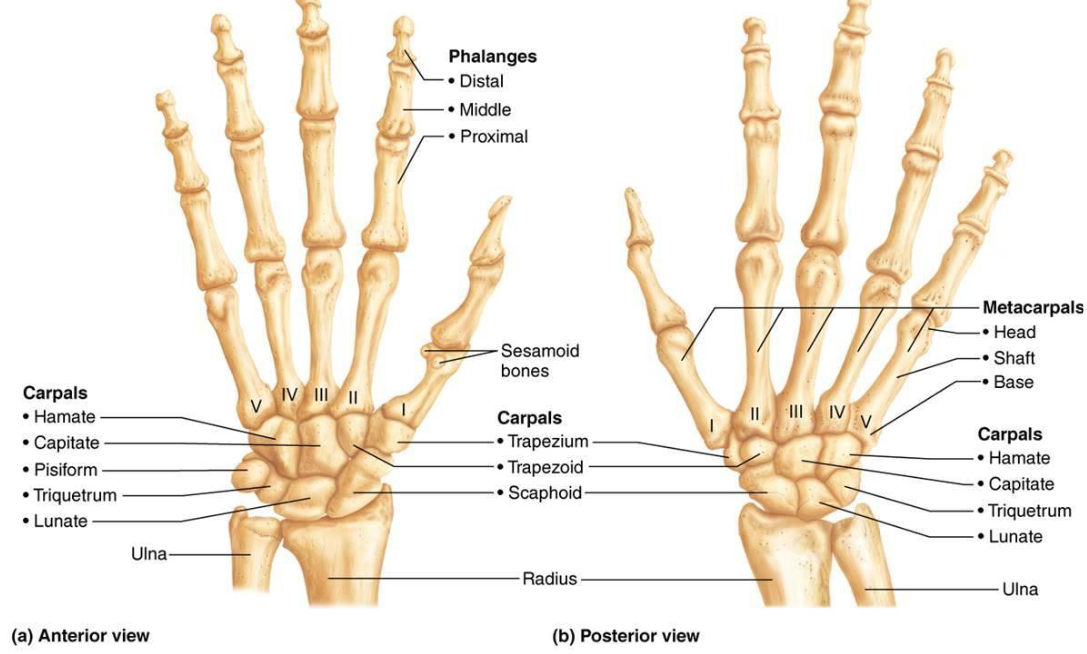 <ul><li><p>Fingers 1-5 starting with thumb (pollex)</p></li><li><p>Pollex has 2 bones, no middle phalanx</p></li><li><p>2-5 have distal, middle &amp; proximal phalanx</p></li></ul><p></p>