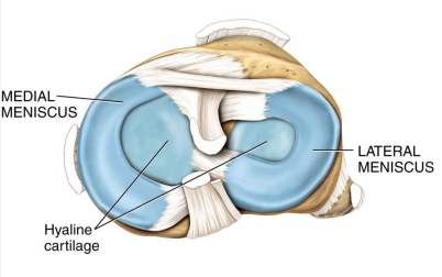 <p>Pads of dense <strong>fibrocartilage</strong></p><p>Allows bones of different shapes to fit together tightly</p>