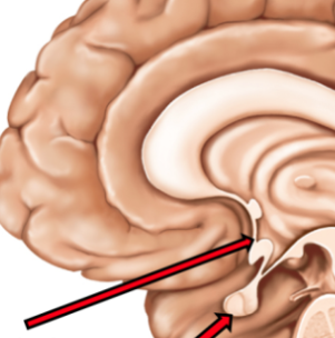 <p>this gland produces ADH, oxytocin, &amp; releasing and inhibiting hormones </p><ul><li><p>located in third ventricle </p></li></ul><p></p>