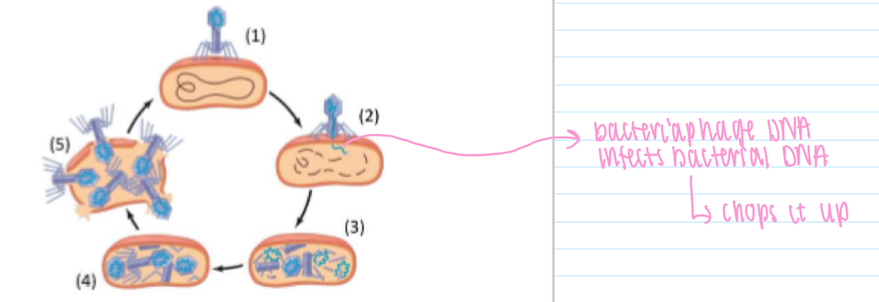 <p>1. Attach to host bacterium</p><p>2. Phage DNA enters and destroys bacterial DNA</p><p>(3) Viral genome and proteins synthesised</p><p>(4) New bacteriophages assembled.</p><p>(5) Bacteriophages released as cell lyses (splits open)</p>