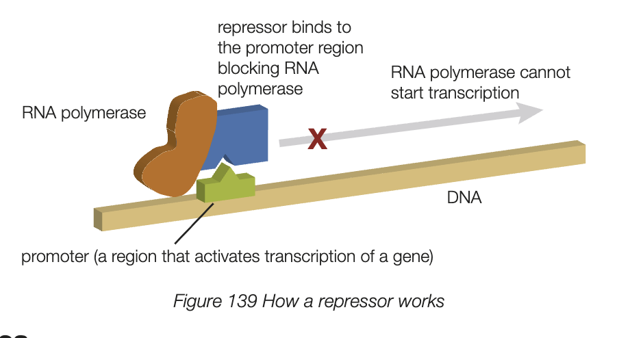 <ul><li><p>important area of contemporary research </p></li><li><p>cells have many ways toregulate/control swithcing genes on and off</p></li><li><p>genes are switched on when transcription can happen and opposite for off</p></li><li><p>repressor proteins bind to DNA section near gene (promoter region), preventing RNA polymerase from bindign and stopping transcription</p></li><li><p>activator proteins to DNA near gene assists RNA polymerase binding and promotes transcription </p></li></ul><p></p>