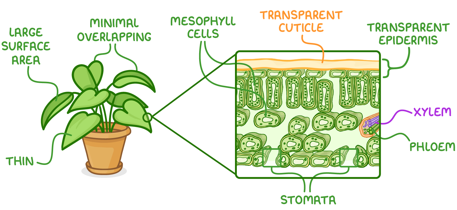 <ul><li><p>palisade cells have a large SA</p></li><li><p>leaves arranged on plant to minimise overlapping</p></li><li><p>palisade cells long and thing in a continuous later</p></li><li><p>transparent cuticle and epidermis</p></li><li><p>long</p></li></ul><p></p>