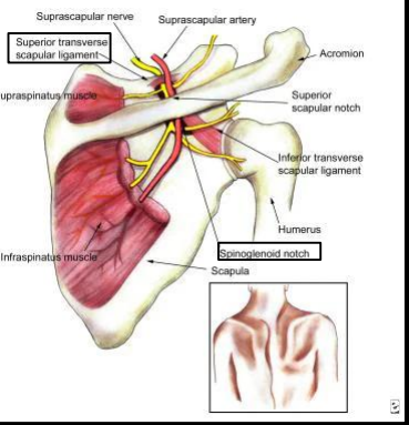 <p>Suprascapular artery</p>