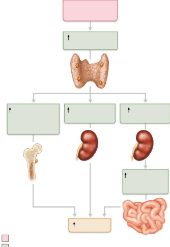 <p>Explain PTH and calcitonin antagonism using the diagram as a guide</p>