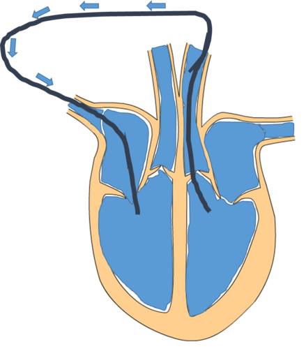 <p>What&apos;s the name of the labeled line (going to body and back)</p>