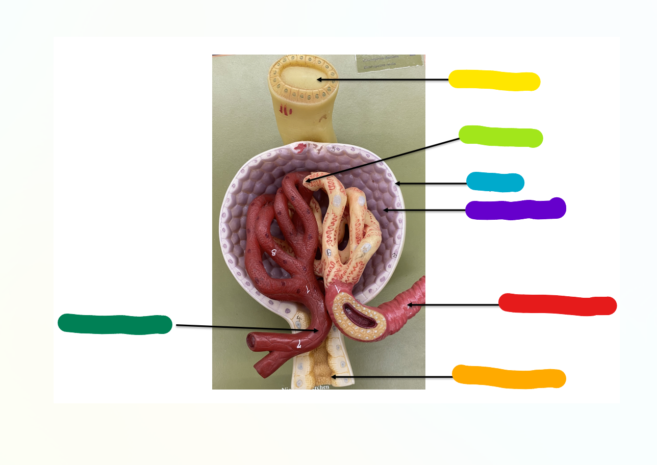 <p>What is indicated by the Yellow Section?</p>