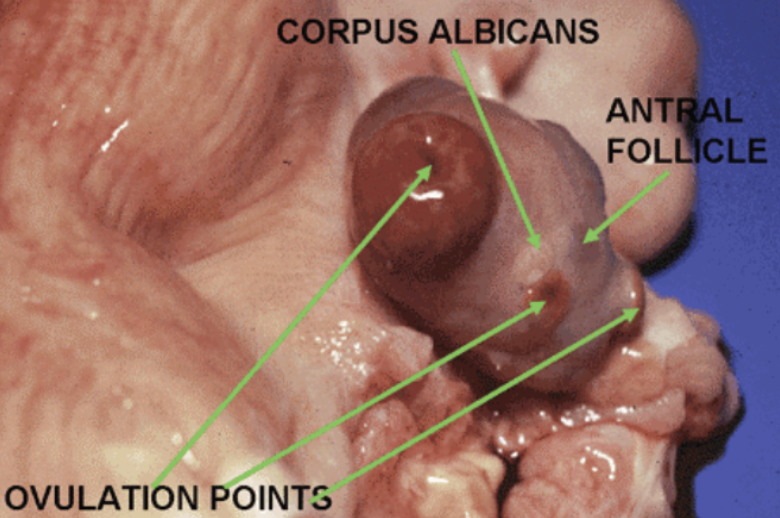 <p>“white body,” it is the degenerating version of the corpus luteum, scar like structure, presence and function doesn’t contribute to fertility but indicates healthy reproductive system.</p>