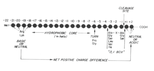 <p>15-35 amino acids, a positively charged amino terminal containing R or K residues (2-10 amino acids in length). Central core of 9 or more hydrophobic or neutral amino acids that form an alpha helix. A turn inducing residue (proline or glycine) following the core regions and about 6 amino acids before the cleavage site. specific cleavage site recognized by signal peptidase and preceded in most cases by small, apolar amino acids (alanine in 50% of known examples) at positions -1 and -3 (cleavage occurs between -1 and +1)</p>
