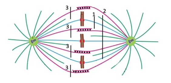<p><span>The spindle poles would be pulled toward each other.</span></p>