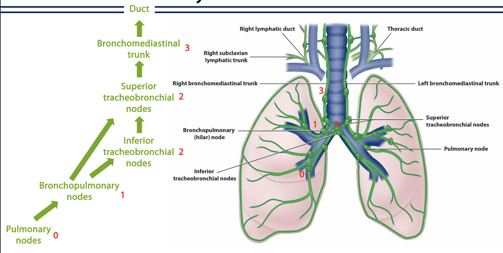 <p><strong>thorax: pulmonary</strong></p><ul><li><p>pulmonary nodes → bronchopulmonary nodes → inferior tracheobronchial nodes → superior tracheobrochial nodes → bronchomediastinal trunk → duct</p><ul><li><p>which part does it bifurcate?</p></li></ul></li></ul><p></p>