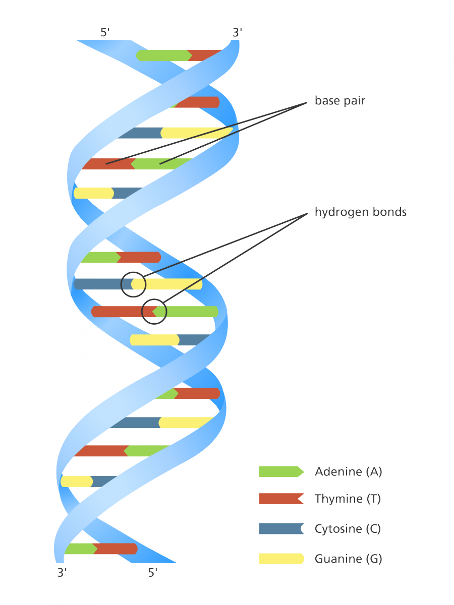 Stands for Deoxyribonucleic Acid. A nucleic acid is found in the nucleus of all living cells, which carries the organism's genetic information. (Shaped like a double helix)