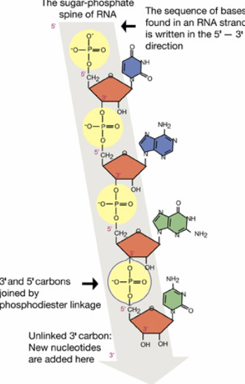 <p>This is a similarity between DNA and RNA:</p><p>The nitrogenous bases in the nucleotide liner chains (so nucleic acids) are perpendicular to the sugar-phosphate backbone.</p><p>As the nitrogenous bases (adenine, thymine, cytosine, guanine, in DNA; and adenine, uracil, cytosine, and guanine in RNA) are attached to the sugar molecules. These bases are oriented perpendicularity to the sugar-phosphate backbone.</p><p>This arrangement allows the bases to form hydrogen bonds with complementary bases on opposite strands, as this also helps stabilize the overall structure of the nucleic acids, making it easier for the bases to pair correctly.</p>
