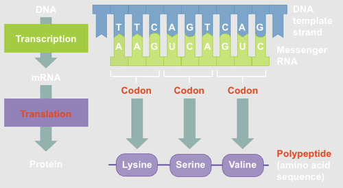 <p>The process of reading the RNA sequence of an mRNA and creating the amino acid sequence of a protein. 3 stages:</p><ol><li><p>Initiation: translation begins at a start codon (AUG= methionine)</p></li><li><p>Elongation= the ribosome uses the tRNA anticodon to match codons to amino acids</p></li><li><p>Termination= translation ends at the stop codon UAA, UAG, or UGA</p></li></ol>