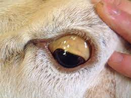 anemia, brittle or fragile bones, loss of hair or wool pigmentation and poor wool growth,

occurs at above 25ppm

occurs if molybdenum levels are low

liver releases into bloodstream

creates jaundice, yellow membrane, bloody urine