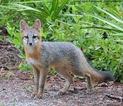 <p>Family Canidae</p><p>Grey fox: Black tipped tail. Gray, rusty below</p>