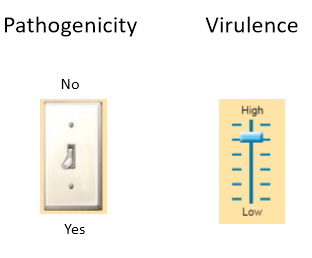 <ul><li><p>streptococcus pneumoniae does not causes disease if it lacks a capsule so isnon-pathogenic</p></li><li><p>so the capsule determines the virulence of the organism&nbsp;</p></li><li><p>both pneumococci capsular type 3 and 30 produce capsules so are both pathogenic, however 3 causes severe disease whereas 30 rarely causes severe disease</p></li><li><p>why? as capsule protects it against immune system</p></li></ul><p></p>