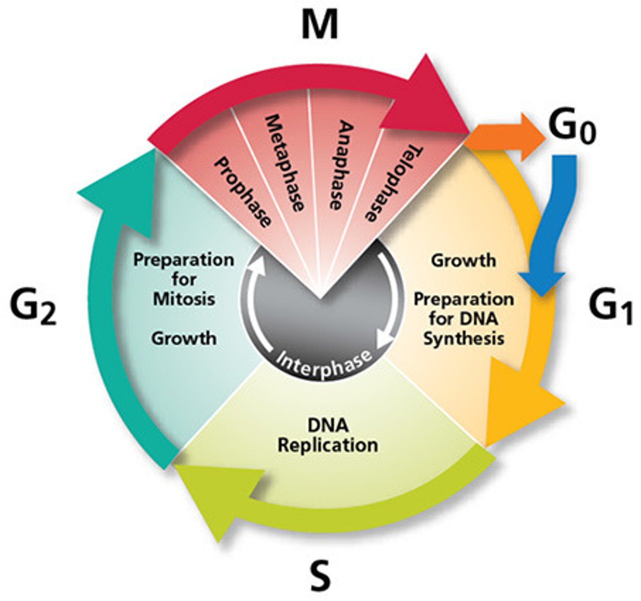 <p>Interphase (G1, S, G2) Mitosis (prophase, metaphase, anaphase, telophase, cytokinesis)</p>