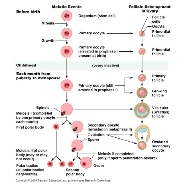 <ol><li><p>ovocito secundario</p></li><li><p>cuerpo polar</p></li></ol><p></p>