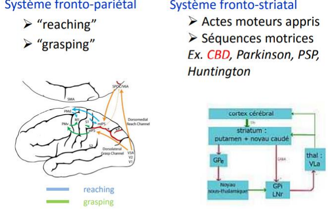 ces apraxies touchent davantage la réalisation du mouvement. Ce qui est exactement touché, c’est la dextérité manuelle ; l’exécution est maladroite (proche des troubles moteurs élémentaires).
\- Gestes maladroits et mal réalisés, avec des persévérations.
\- Préhension et évitements inappropriés.
\- Diminution des mouvements alternatifs.
\- PAS de dissociation automatico-volontaire.
Pour la tester, nous pouvons demander au patient de produire des gestes simples, répétitifs sur demande ET sur imitation ; en séquence arbitraires, alternantes. Ici, la lésion se situe au niveau du cortex moteur primaire, prémoteur, pariétal (frontopariétal) et des structures sous-corticales. Le trouble est unilatéral.