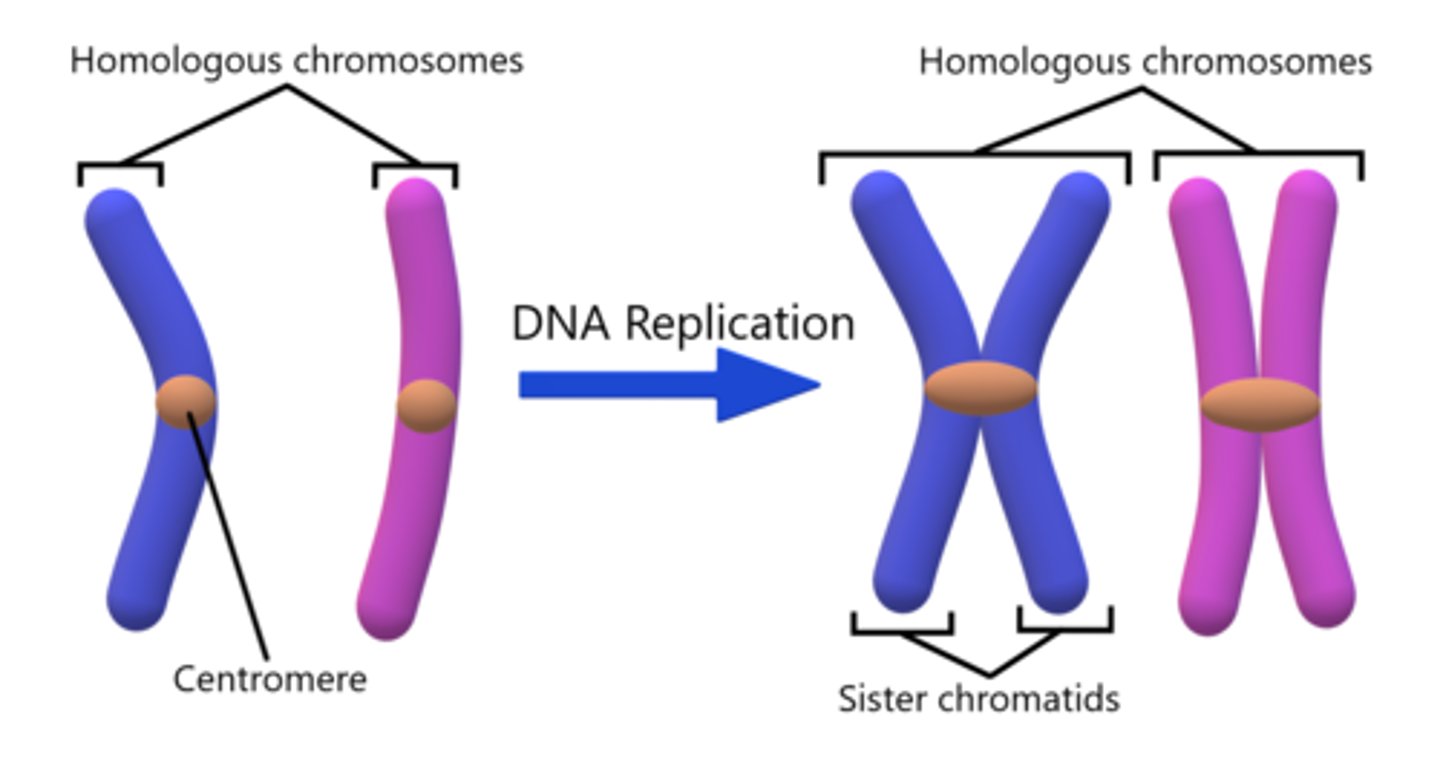 <p>chromatid</p>