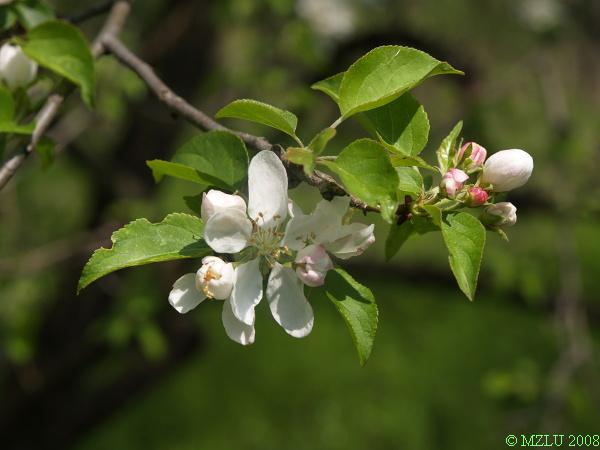 <p><span>jabloň lesní&nbsp;</span></p>