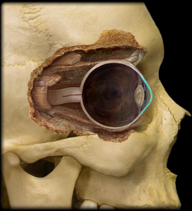 <p>Fibrous layer<br>the transparent layer forming the anterior (front) eye that refracts light as it enters the eye.</p>