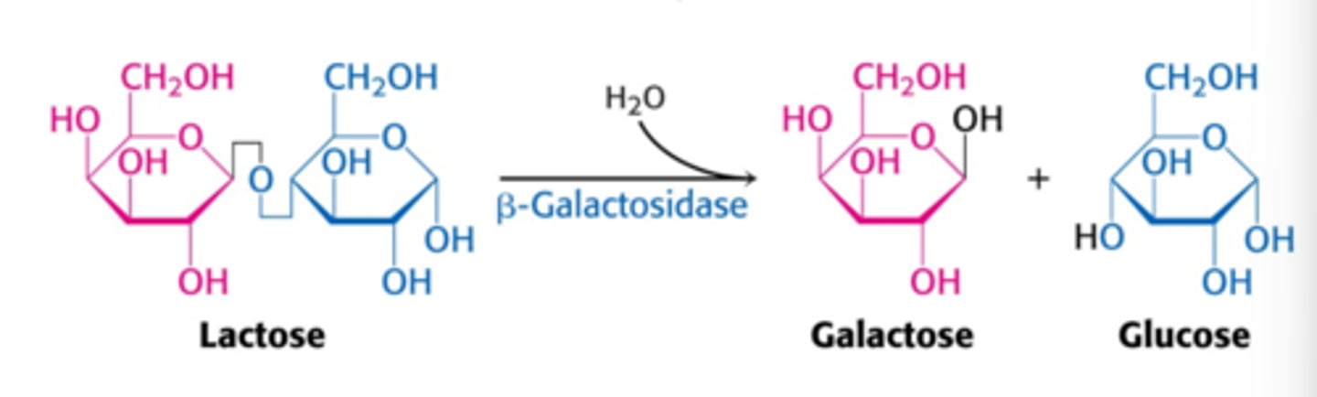 <p>Conversion of lactose to galactose and glucose</p>