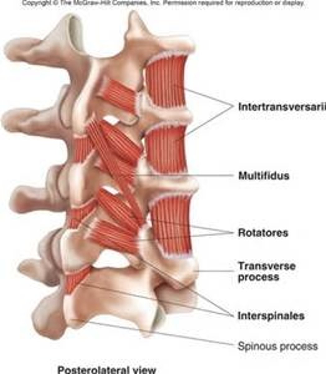 <p>deepest back muscles</p>