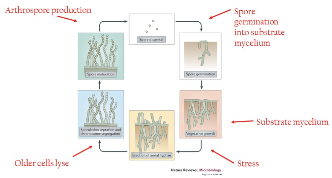 * vegetative cells form dense substrate mycelium
* nutrient limit/stress induces growth up into air (aerial mycelium)
* aerial mycelium “cannibalize” substrate mycelium for nutrients
* aerial mycelium form spores (arthrospores) that can disperse in wind

\
vegetative growth (substrate mycelium) → stress → erection of aerial hyphae → older cells lyse → sporulation septation & chromosome segregation → spore maturation (arthrospore production) → spore dispersal → spore germination into substrate mycelium