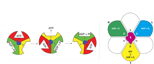 <p><span>F1 β Subunits: Binding-Change Mechanism Hypothesis​</span></p>