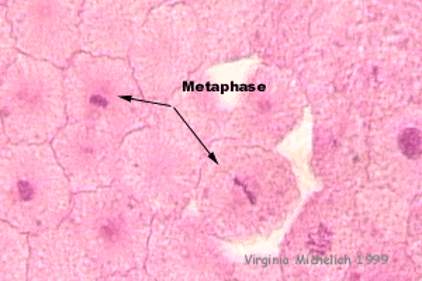 <p>chromatin nears the center of the cell in a straight line</p>