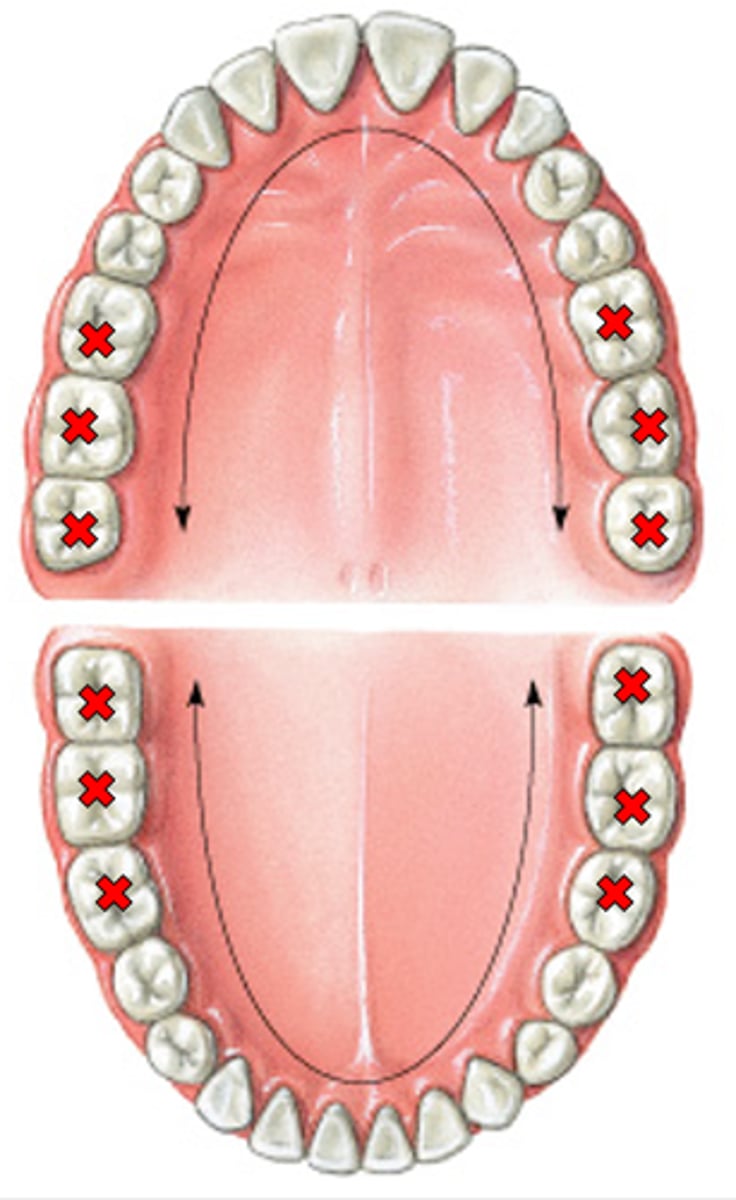 <p>Back teeth that grind food</p>