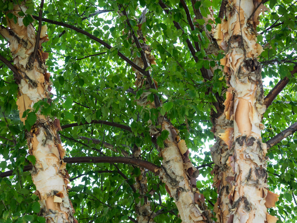 <p>papery salmon peeling bark, water loving, doubly serrate triangle leaves, alternate</p>