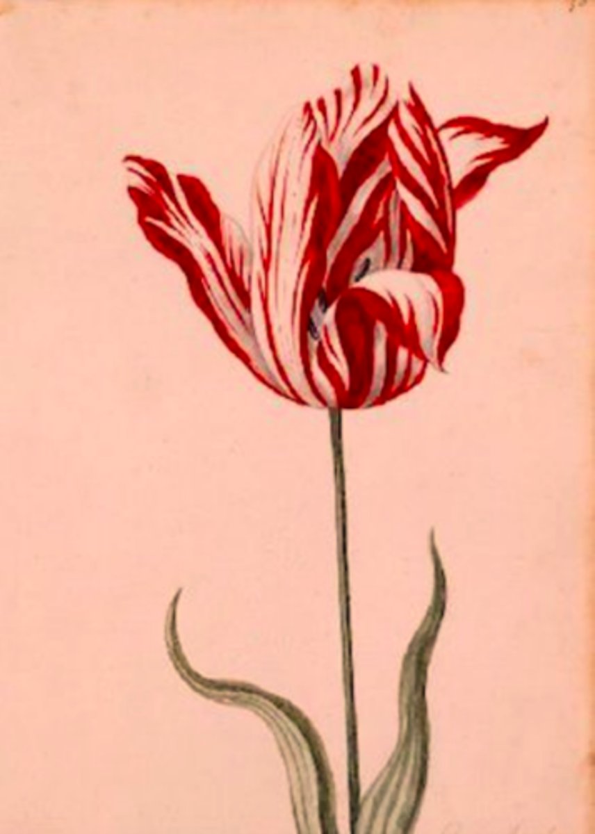 <p>c. It was a prized specimen during Tulipmania</p>