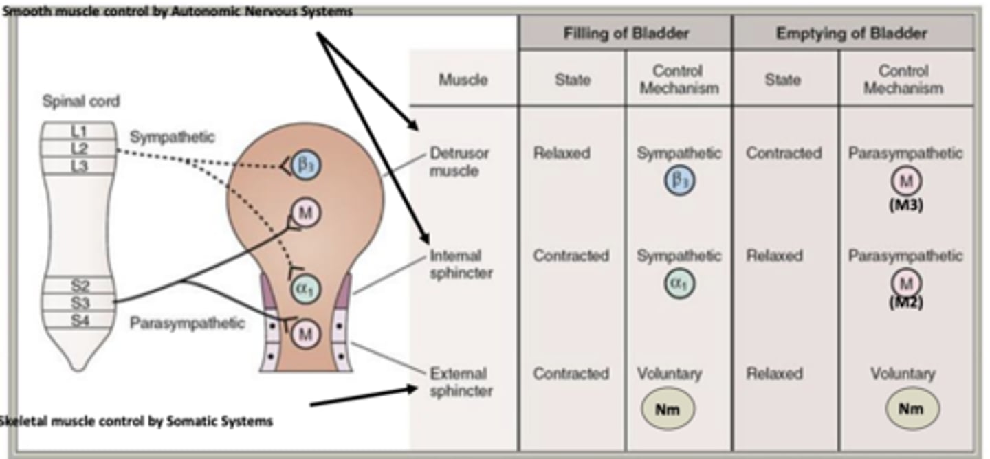 <p>- voluntary control </p><p>- ACh is released and activates muscle-type nicotinic receptors (Nm) in external sphincter, which contracts or relaxes for voluntary bladder control </p>