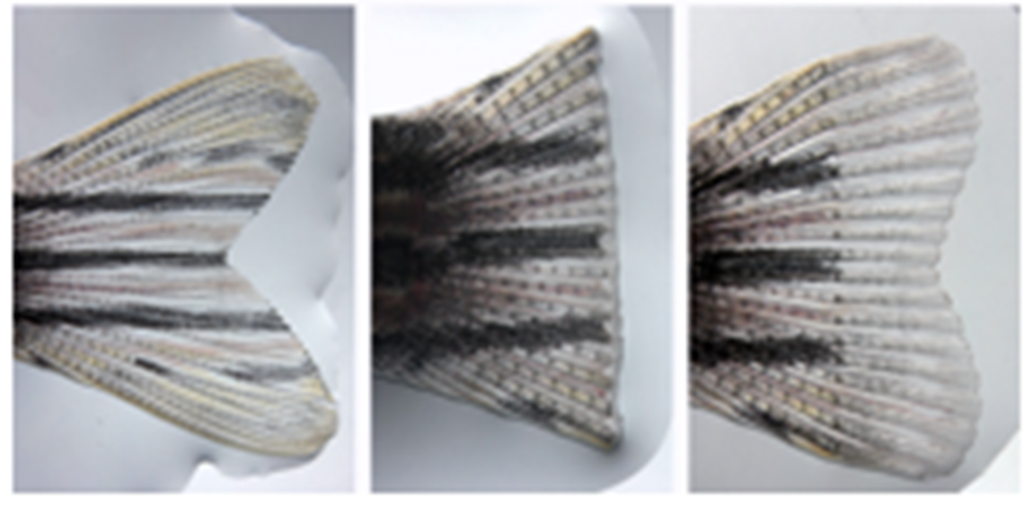 <p><span>In fin regeneration cells are true to type</span></p><p><span>Similar experiments have been performed in a different organism the zebrafish using fin regeneration, and here the same observations have been made.</span></p><p></p>