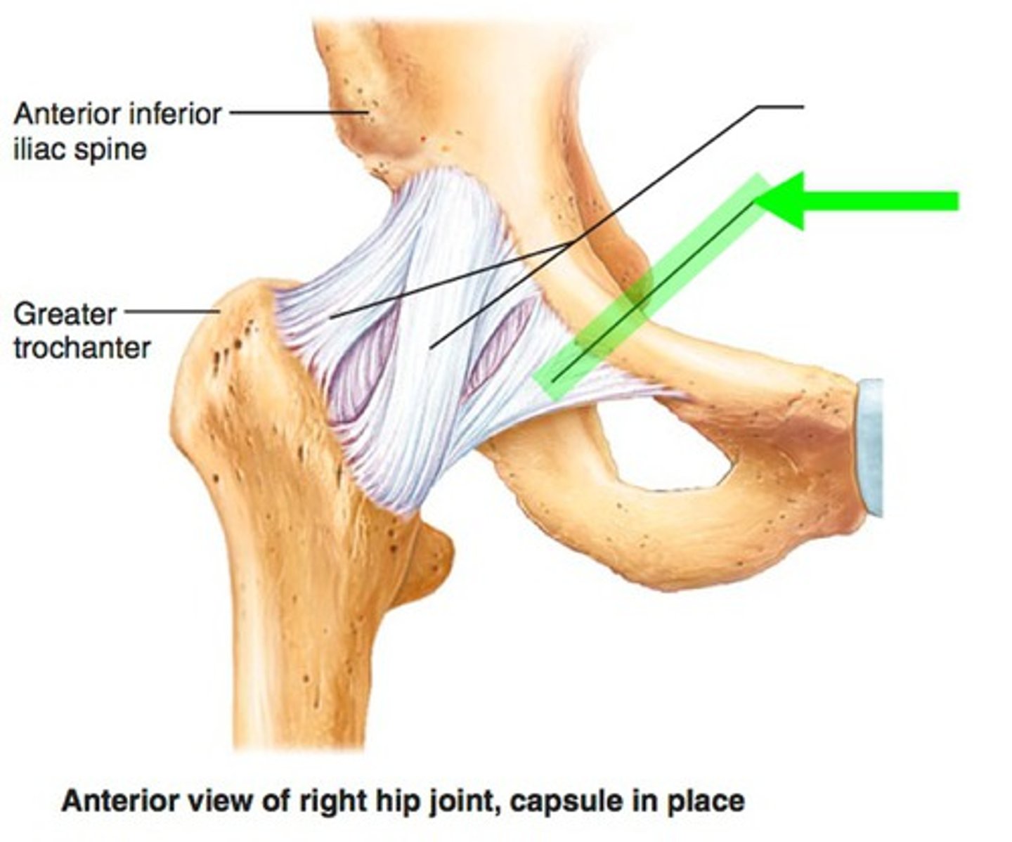<p>Name this ligament</p>