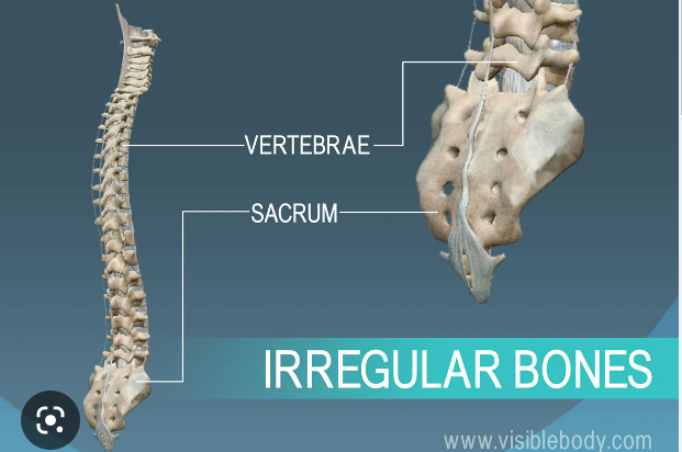 What are irregular bones?