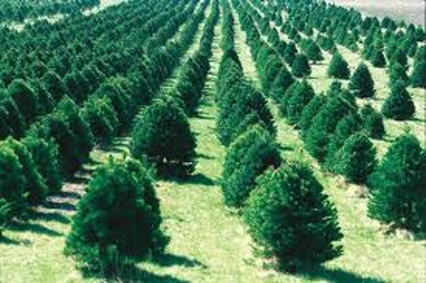 <p>Large areas planted with a single, fast growing tree species</p>