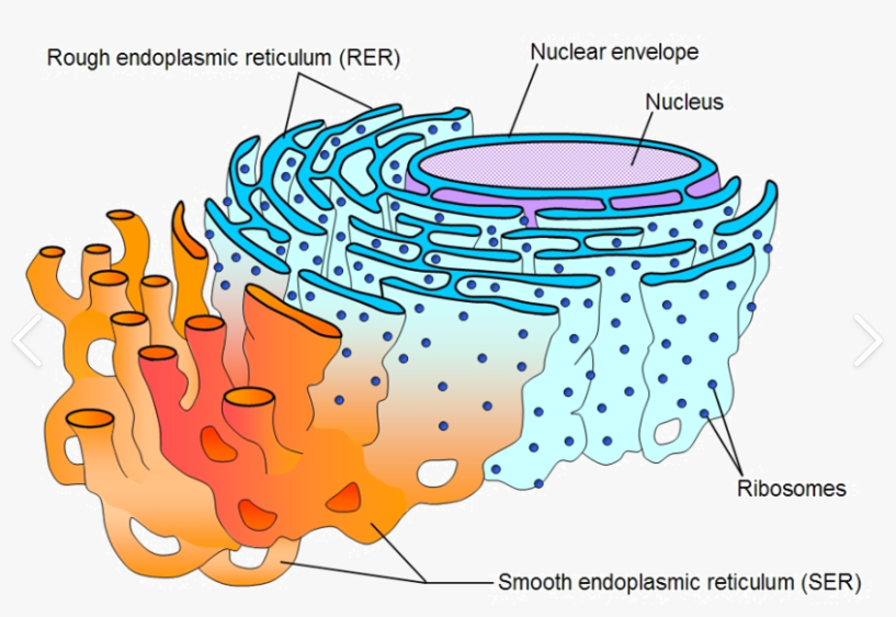 <p><span><span>Smooth ER: Why does it appear smooth?</span></span></p>
