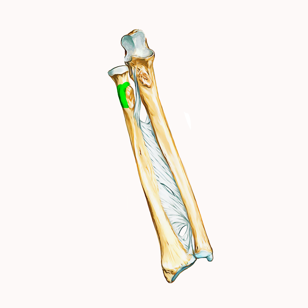 <p>Name the highlighted portion of the radius</p>