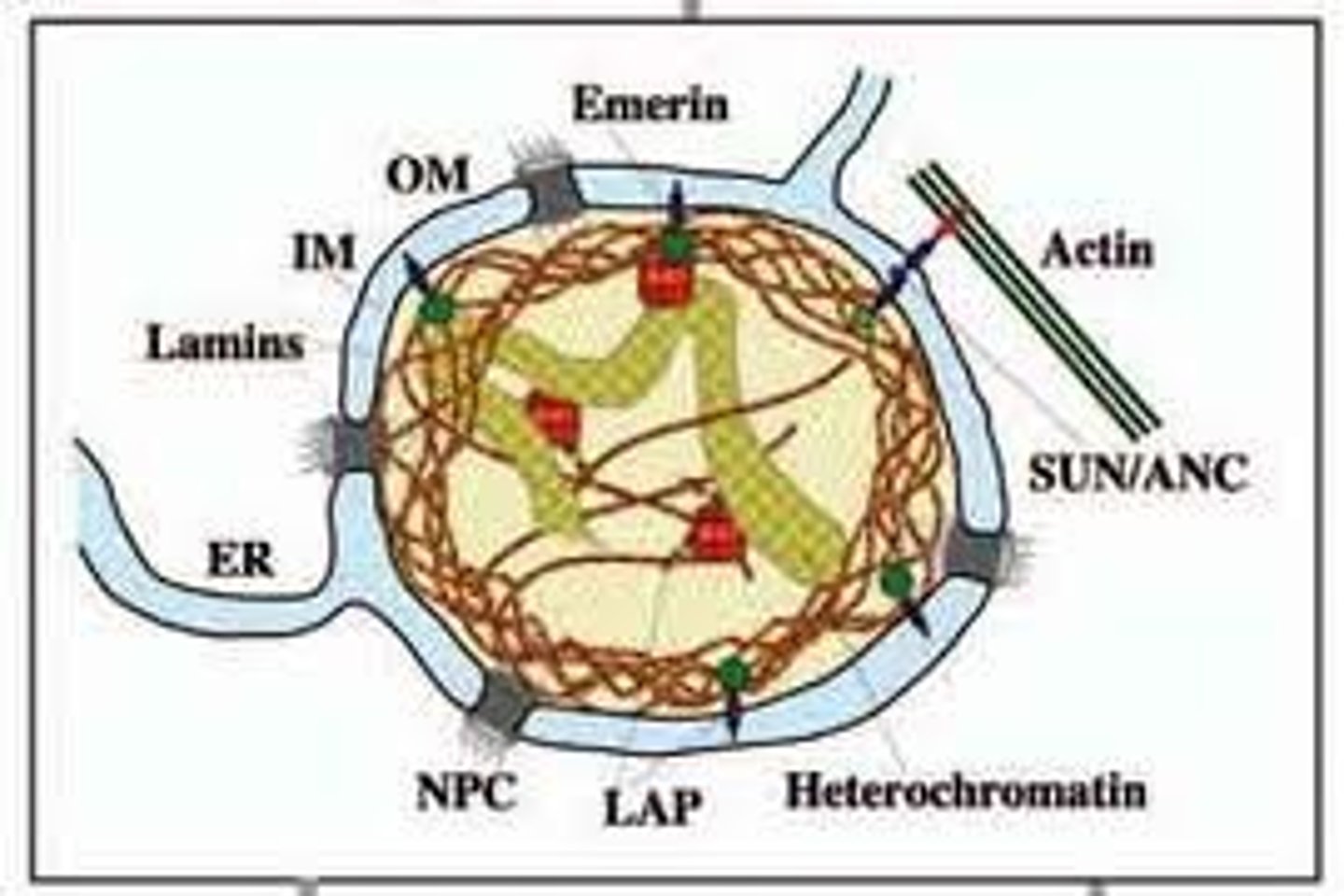 <p>Intermediate filament proteins which protect the structure of the nucleas, they polymerize to from a network of filaments that lie just within the nuclear membrane. The network of these filament proteins is called the nuclear lamina.</p>