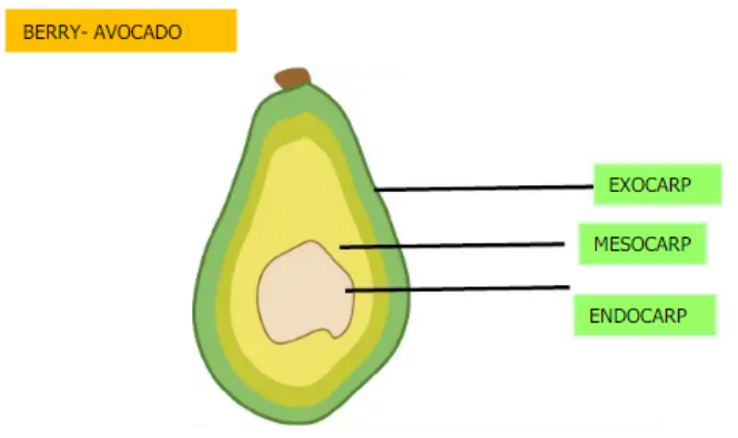 <ol><li><p>Berry</p></li><li><p>Exocarp</p></li><li><p>Mesocarp</p></li><li><p>Endocarp</p></li></ol>