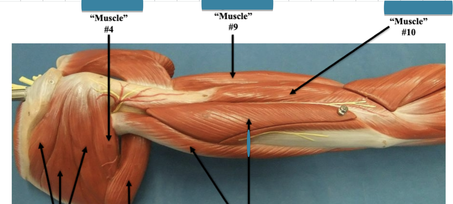 <p>Label muscle #10 </p>