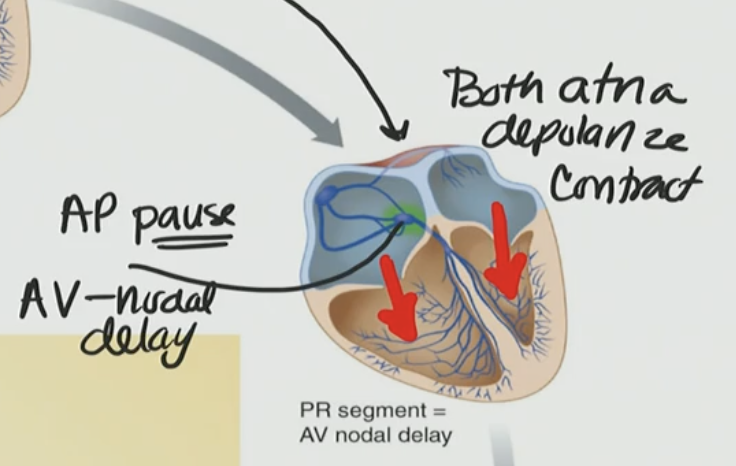 <p>C. To ensure the atria have time to fully fill the ventricles before ventricular contraction</p>