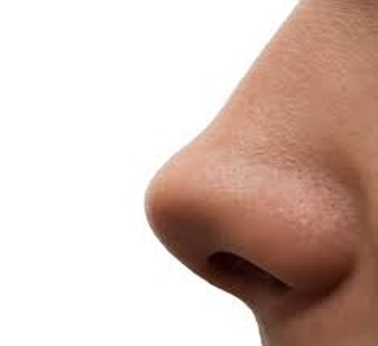 <p>nose</p>