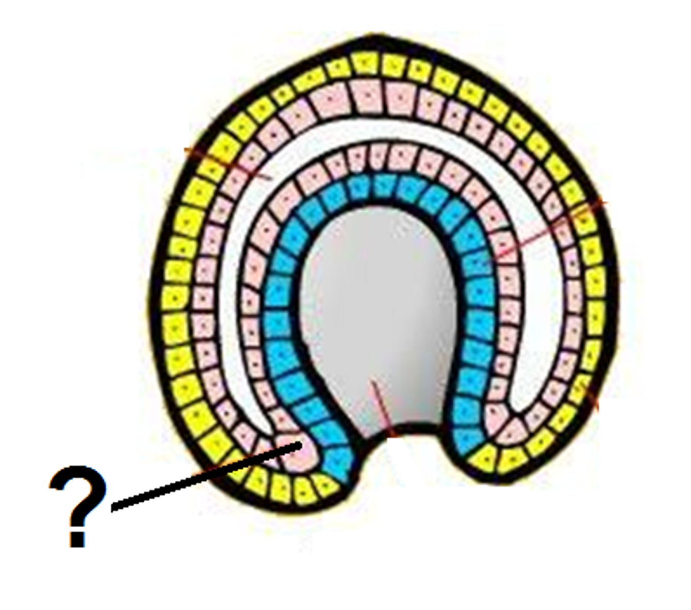 <p>middle germ layer; develops into muscles, blood and much of the circulatory, reproductive, and excretory systems</p>