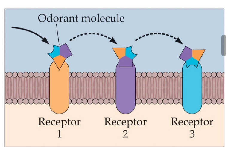 <ul><li><p>We detect a multitude of scents based on ‘only’ 300-400 olfactory receptors … how?</p></li><li><p>We can detect the pattern of activity across various receptor types</p></li><li><p>Similar to metameres in colour vision: phenyl ethyl alcohol = rose</p></li><li><p>Same receptors might create same response patterns to different molecules</p></li></ul><p></p>