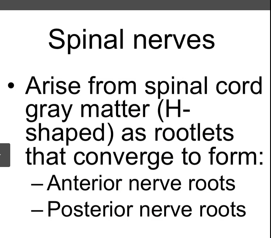 <p>spinal nerves arise from the spinal cord</p><p>spinal nerves are formed by the neurons that are inside the spinal cord</p><p>the neurons in the spinal cord are located in a region specifically called the gray matter. </p><p>the grey matter is H or butterfly shaped. </p><p>the axons of these neurons are going to emerge or exit the spinal cord as rootlets. </p><p>these rootlets, in the anterior or ventral portion and the posterior or dorsal portion are going to meet and join together, eventually forming anterior and posterior nerve roots. </p>